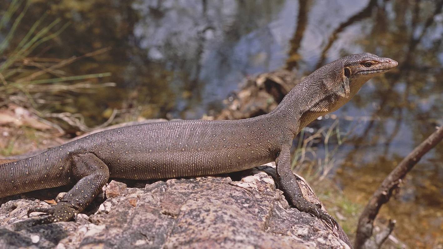 An Australian goanna (Merten's water monitor; photo (c) Martin Cohen)
