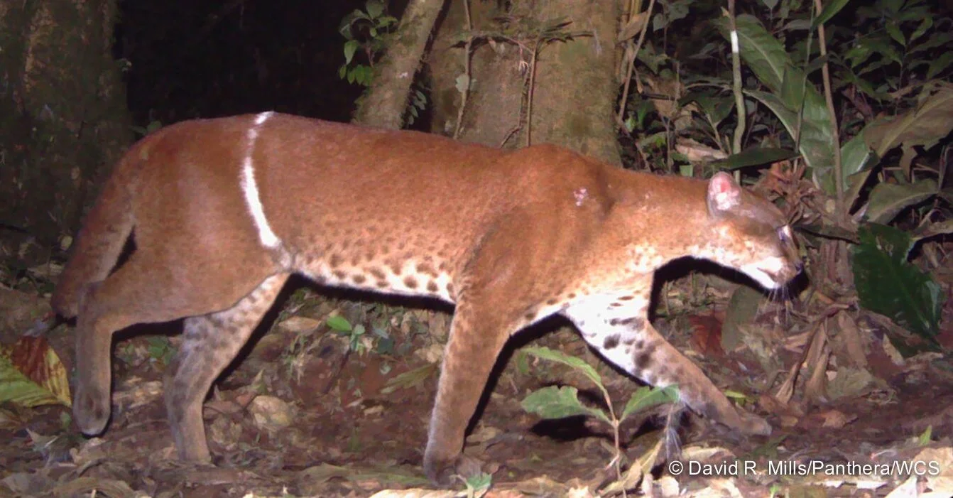 An African Golden Cat maimed by a poacher's snare (photo (c) David R. Mills/Panthera/WCS)