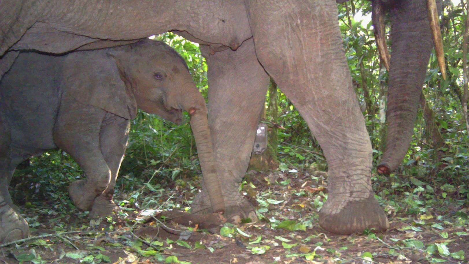 An African Forest Elephant and her calf, both with trunks shorn off by snares (photo (c) David R. Mills/Panthera/WCS)