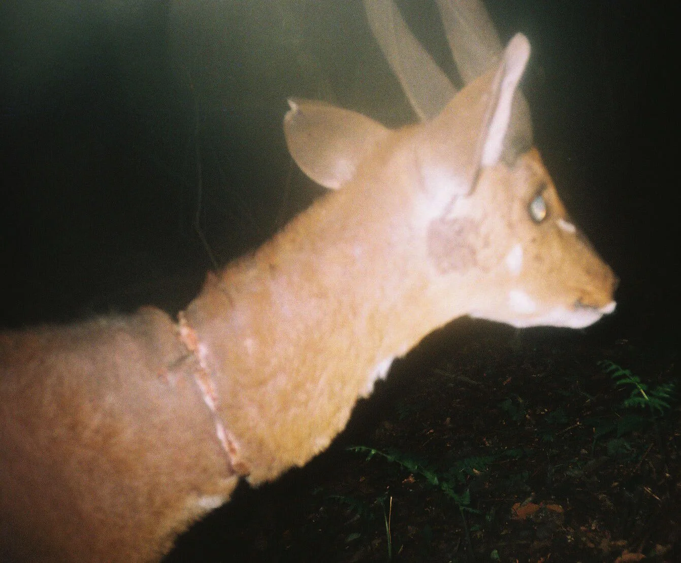 African antelope deeply wounded by a snare (photo (c) David R. Mills/Panthera/WCS)