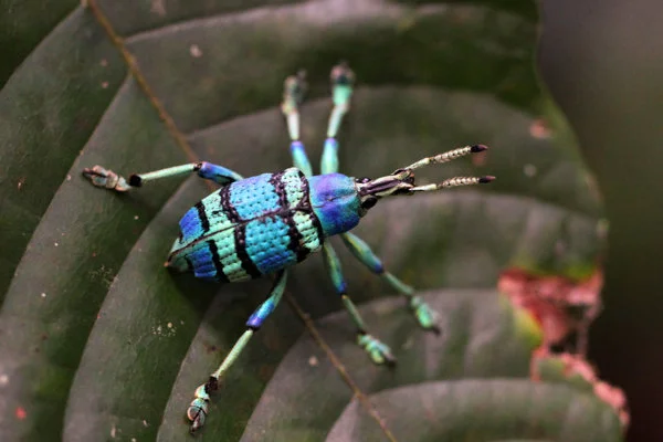 Colorful weevil beetle from Papua (photo (c) Rhett Butler/Mongabay)