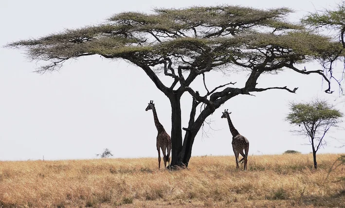 Giraffes in Tanzania -- fewer people are experiencing nature at first hand (photo by Bill Laurance)