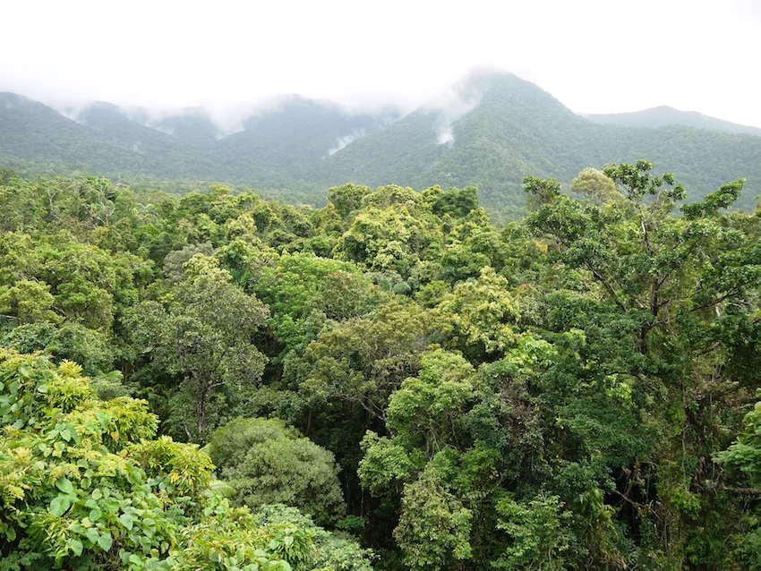 Daintree rainforest in Australia (photo by Bill Laurance)