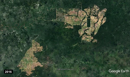 Massive forest clearing in Papua Province (image from ANTJ/ForestHints.News)