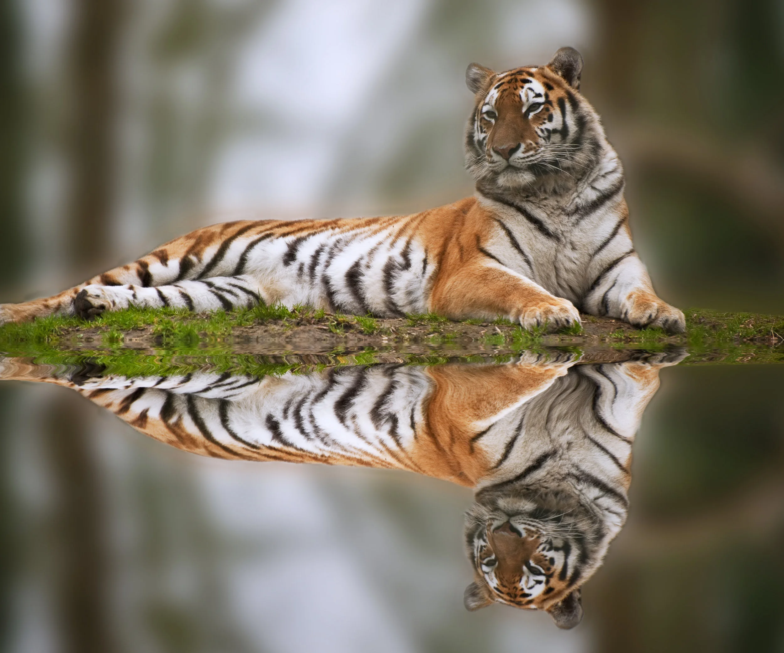 Handsome tiger reflects by a pool (c) Matt Gibson/Shutterstock