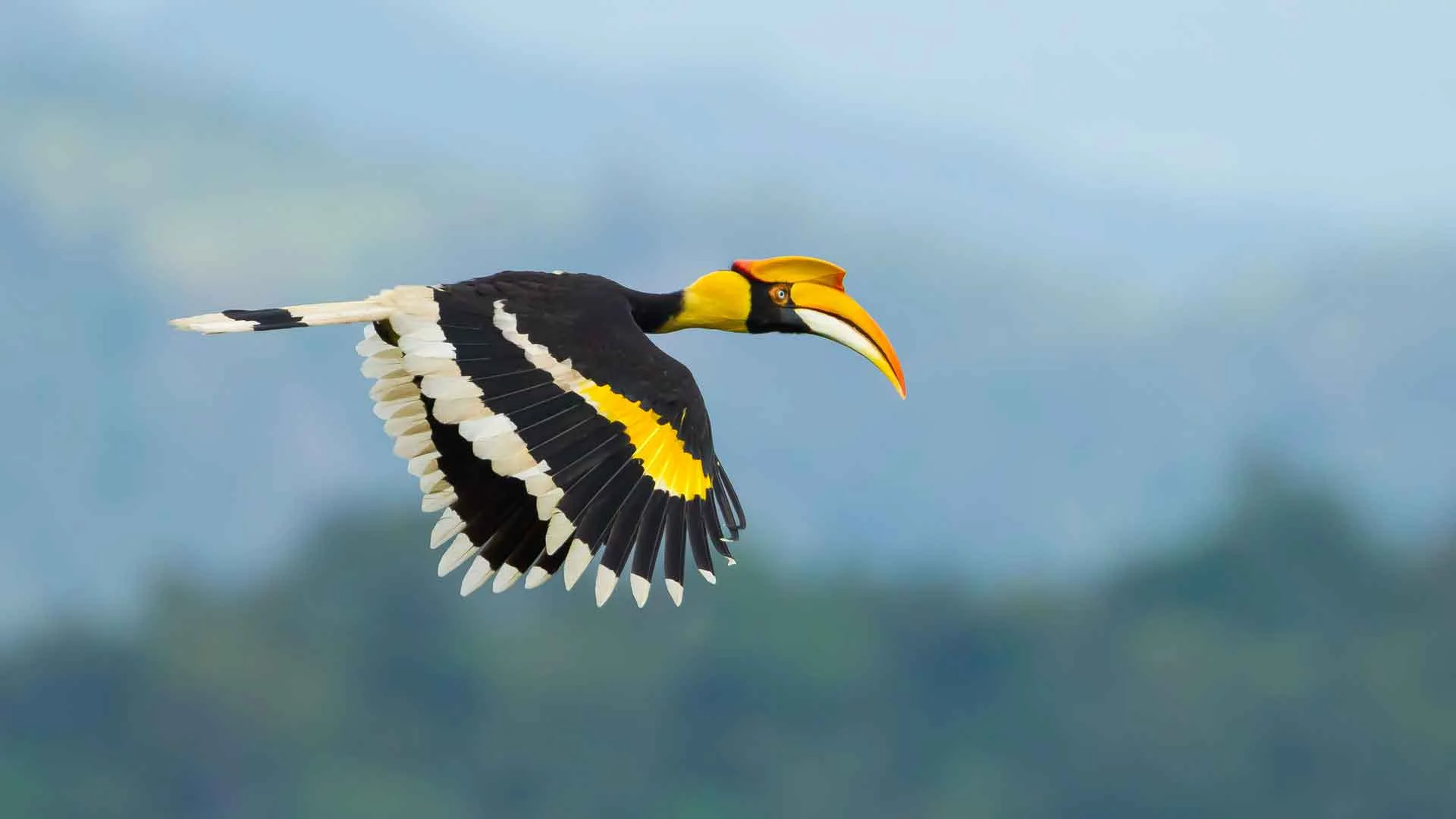 Hornbill in flight (photo (c) Borneo Wildlife)