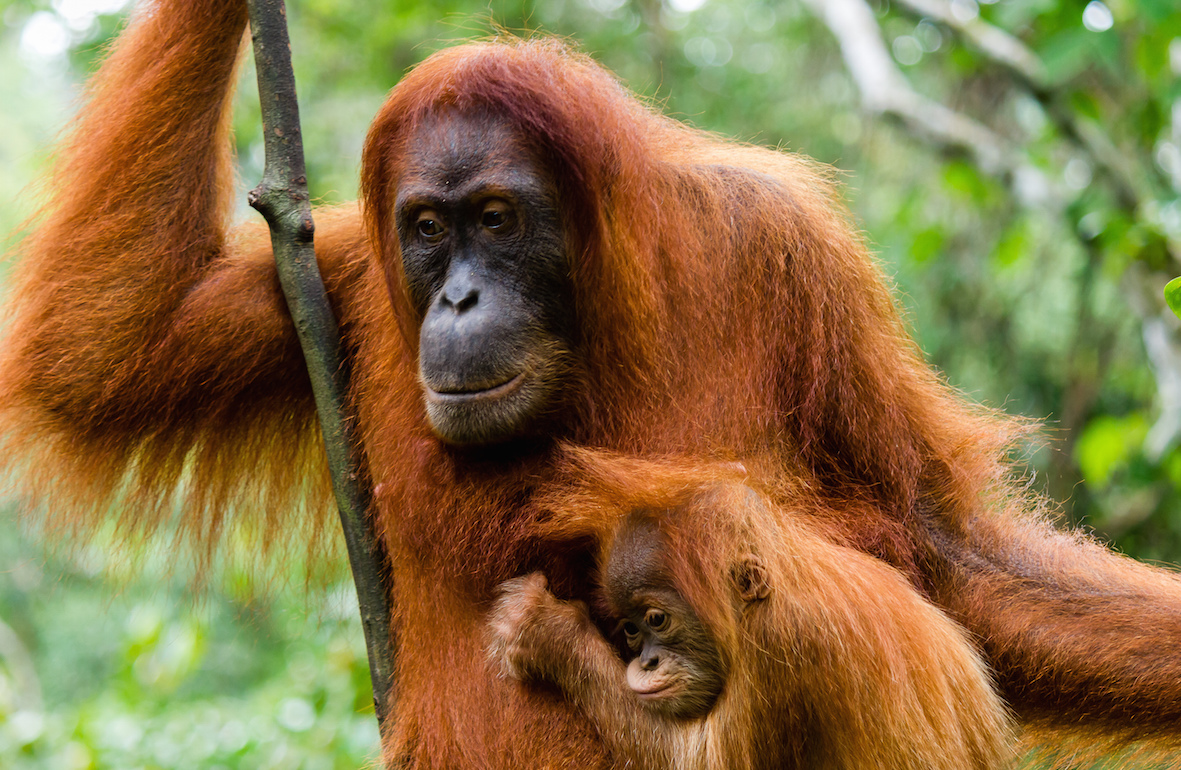Sumatran orangutans are hanging on for survival (Image (c) Richard Whitcombe)