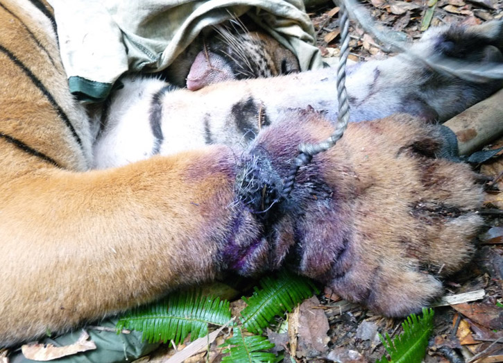 A snared tiger--that later died (Image (c) WWF)