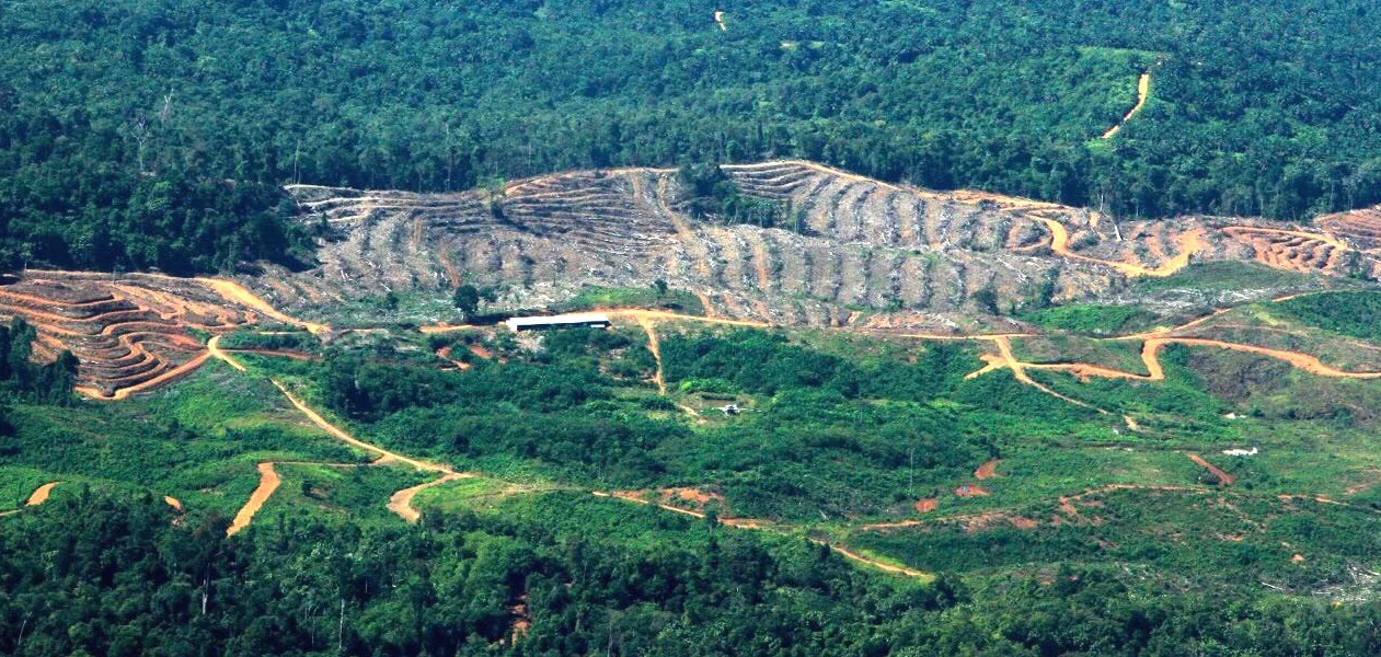 Ongoing deforestation in the Leuser Ecosystem
