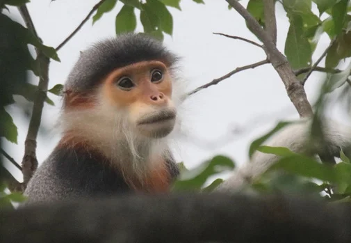 (c) Rhett Butler/Mongabay