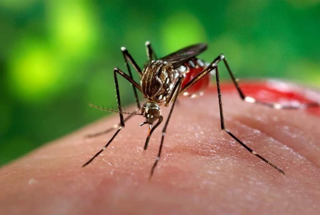 Mosquito-1024x689.jpg