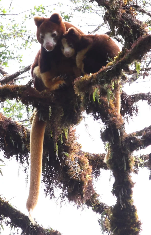 Tree-kangaroos.jpg