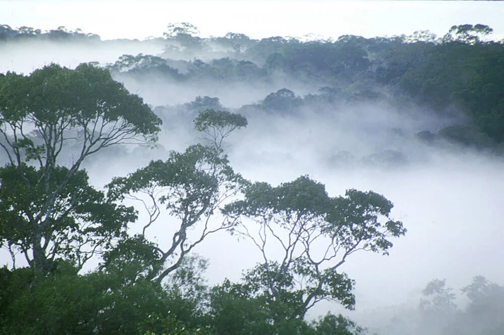 Canopy-mist.jpg