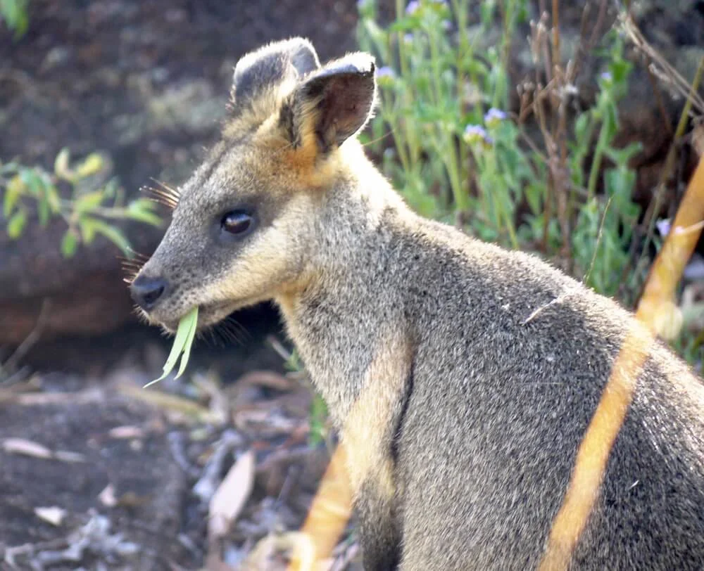 A Dangerous Year For Nature And Its Saviours — ALERT