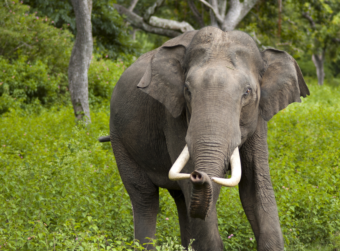 Хоботные индийский слон. Азиатский слон. Африканский слон. Хоботные (млекопитающие). Звук слоника