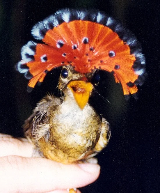 Bird-Onycor2-cropped.jpg