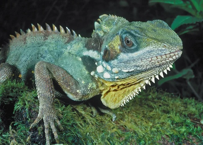 Boyd's Forest Dragon1.jpg