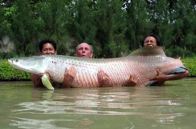 fish-big.jpg