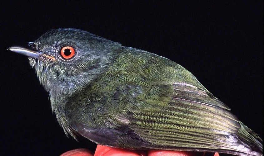 Bird-pipra.jpg