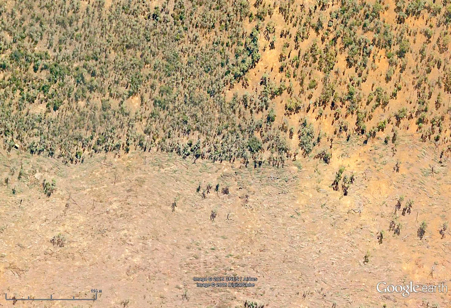 So-called “thinning” of mature ironbark forest -- which is legal under current Queensland legislation. The top half shows intact forest, and the lower half “thinned” forest.