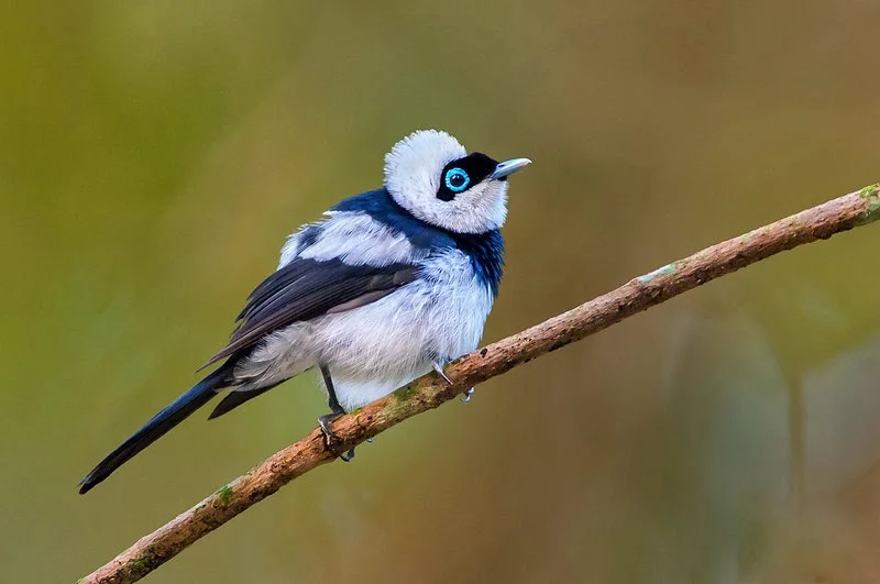 Pied Monarch.jpg