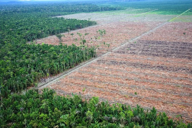 oil palm.jpeg