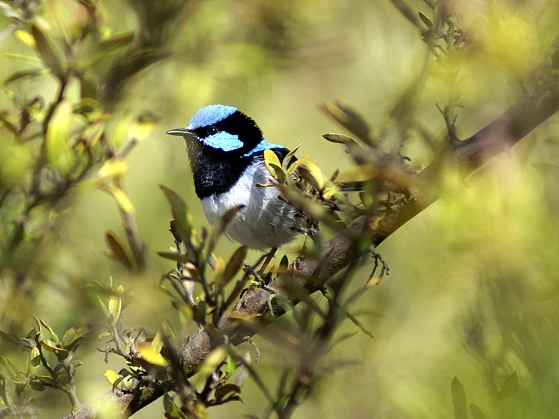 Fairy-Wren-Superb.jpg