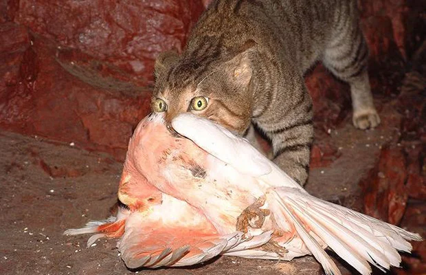 feral_cat_major_mitchell_cockatoo.jpg
