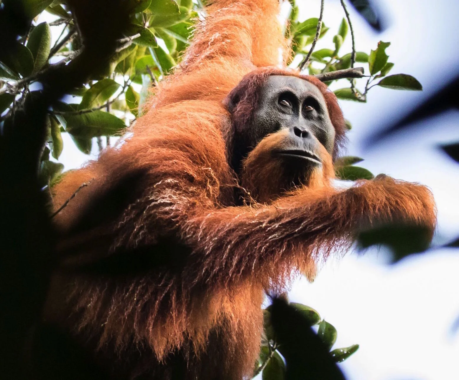 Orangutan-Tapanuli-Maxime Aliaga-79.jpeg