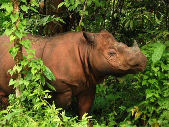 Sumatran-rhino.jpg