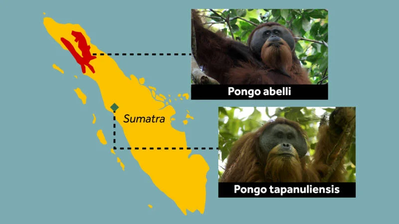 Orangutan-Tapanuli-map.jpg