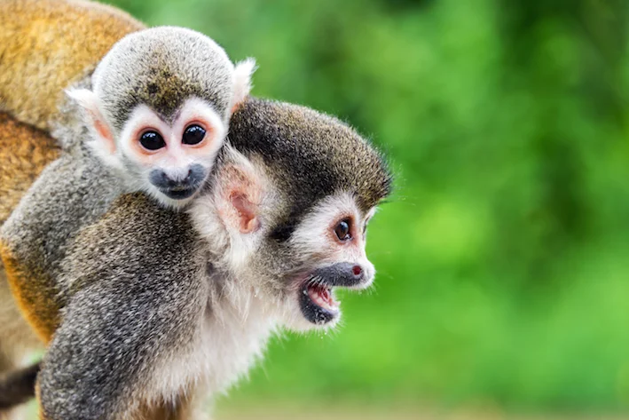 Monkey-squirrel-(c) Jess Kraft_shutterstock_278805605.jpg