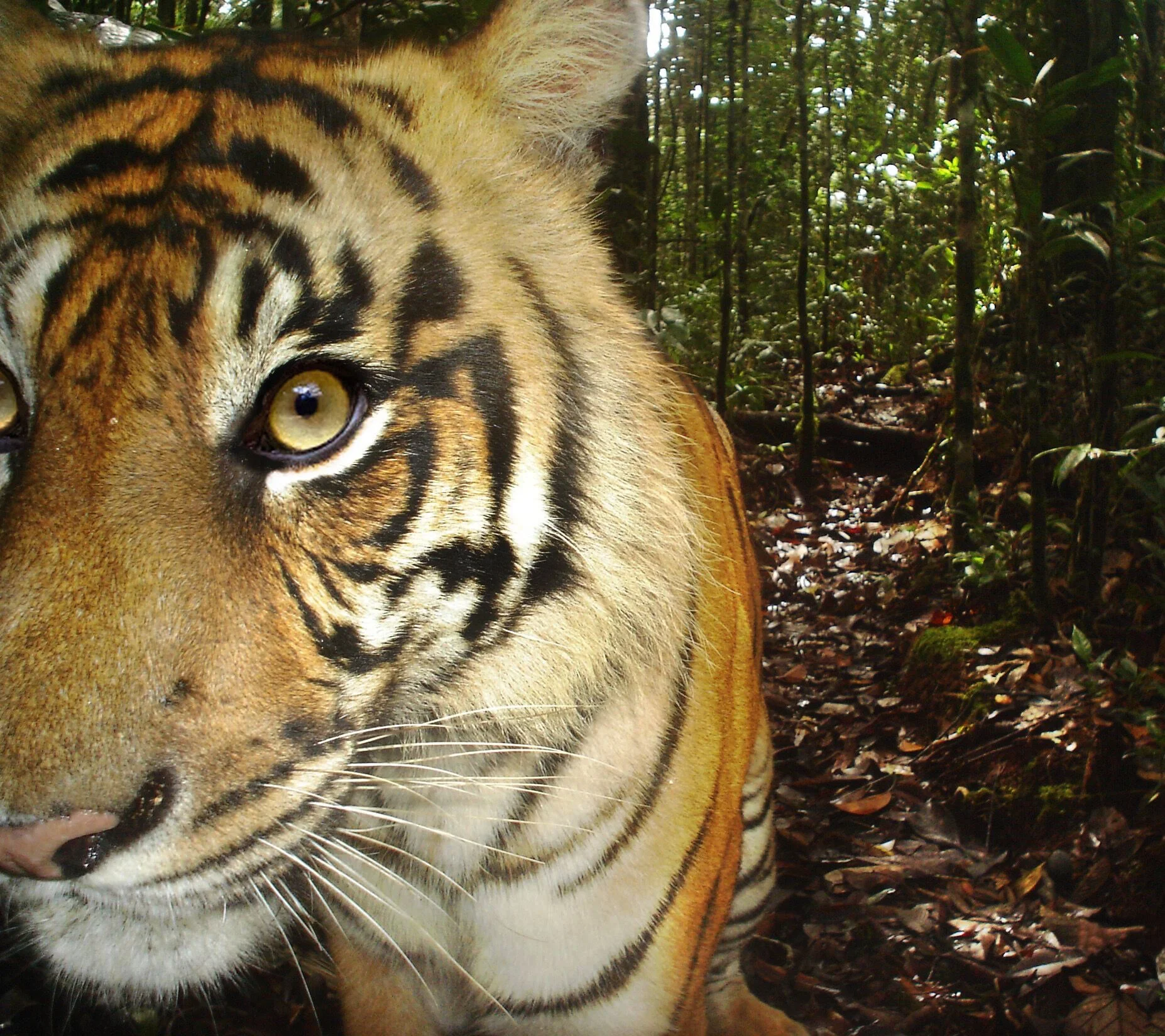 Tiger-Sumatran-Batang Toru-SOCP.jpeg