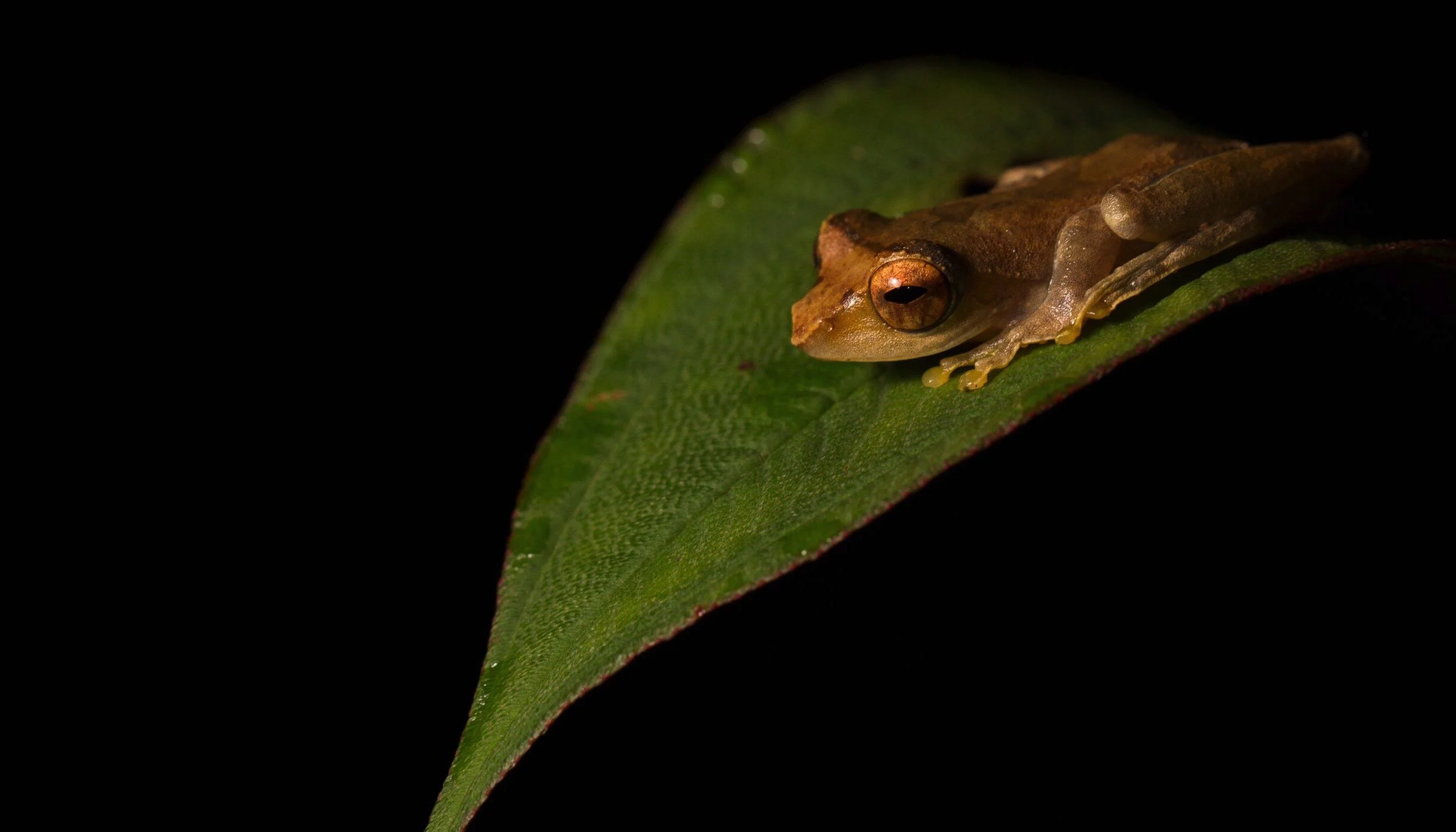 Frog-Batang Toru-Maxime Aliaga.jpeg