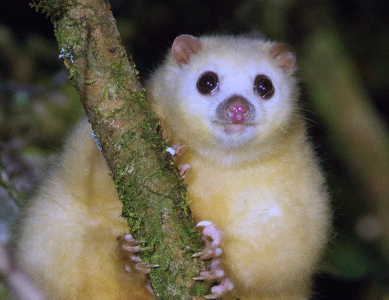 white-lemuroid-possum.jpg