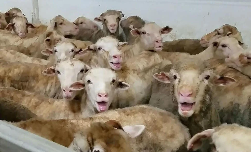 Heat-stressed sheep en route from Australia