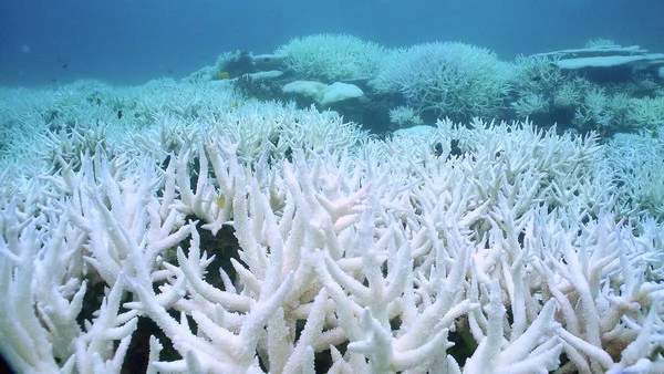 Massive heat-caused bleaching of corals on the Great Barrier Reef