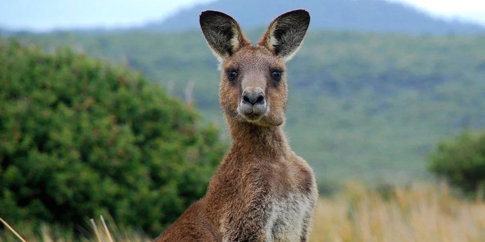 kangaroo2.jpg