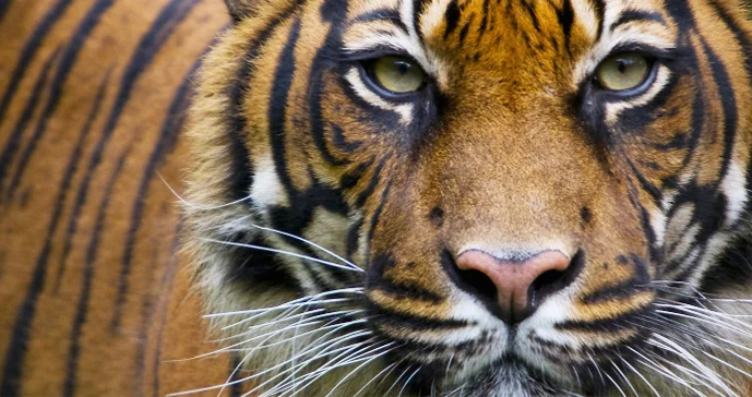 Sumatran_tiger.jpg