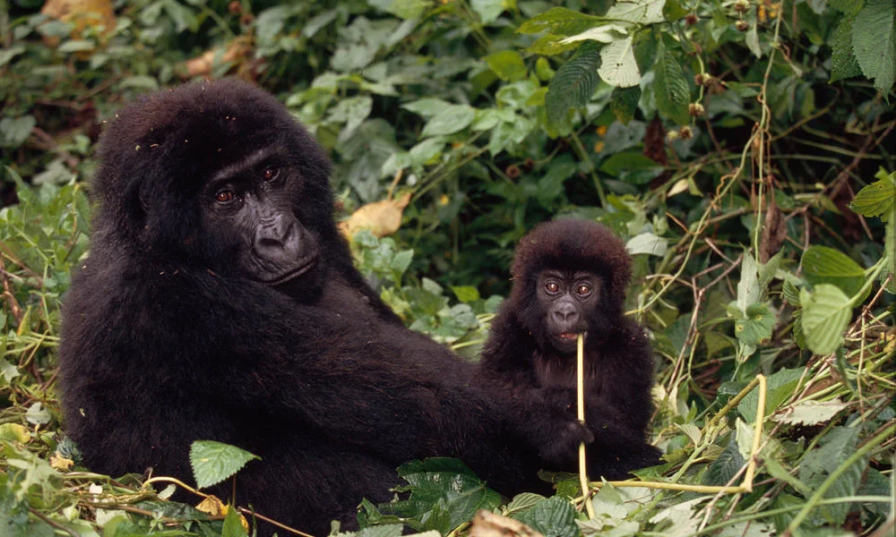 MID_51149gorilla-congo-species.jpg