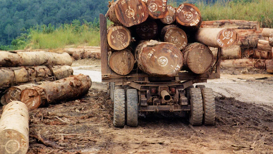 illegal_timber.jpg