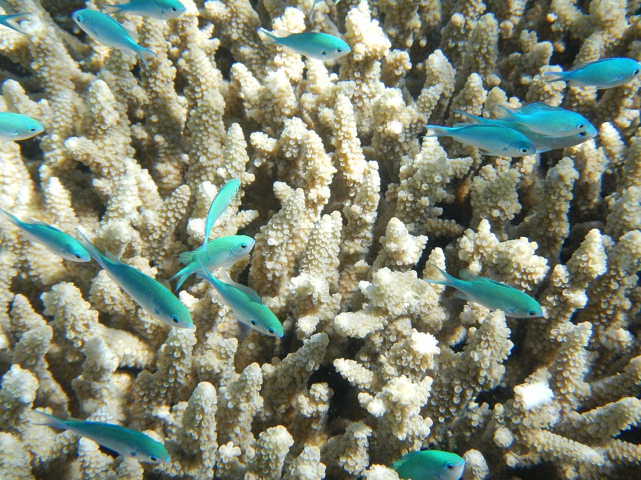 fish-382487_1280.jpg