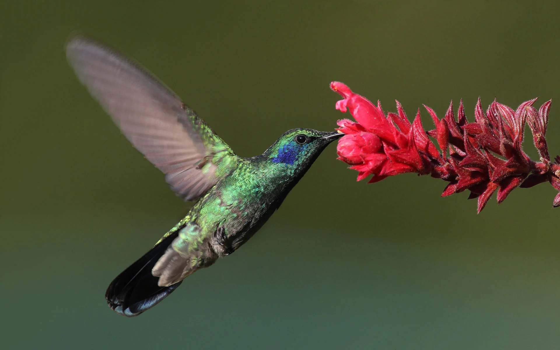 1920px-Colibri-thalassinus-001-edit.jpg