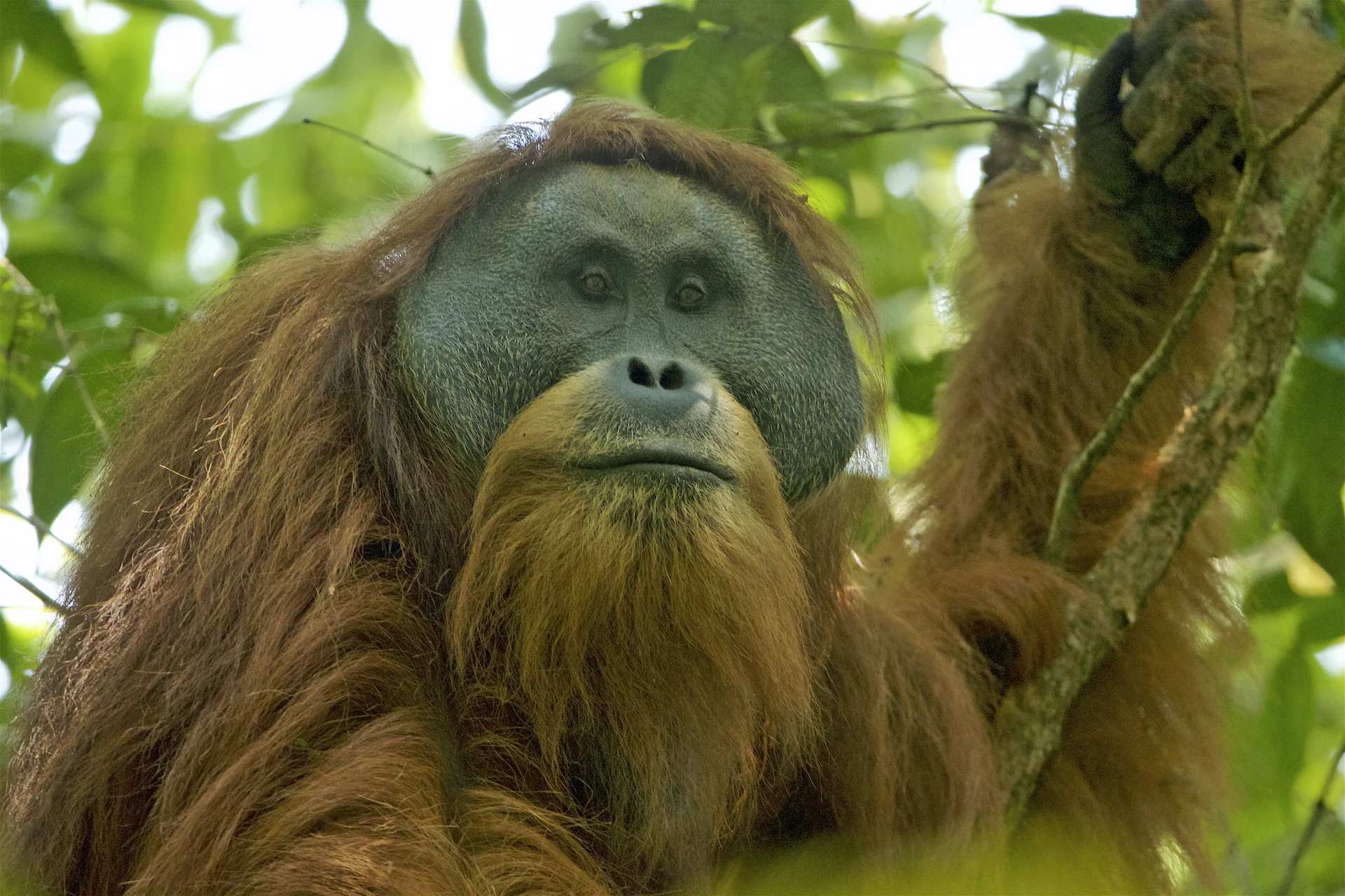 Pongo_tapanuliensis.jpg