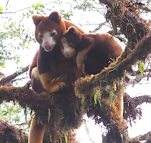 Tree-kangaroos-PNG-Mark Ziembicki.jpg