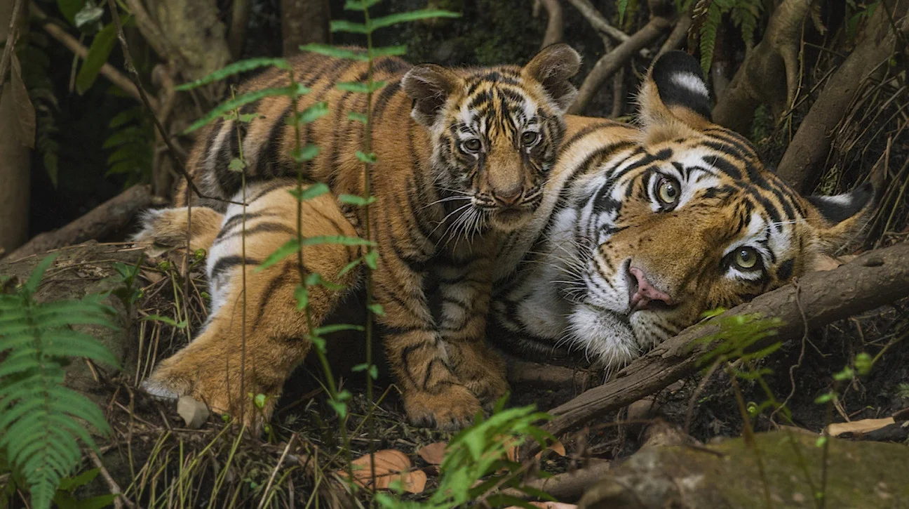 TIger & cub.jpg
