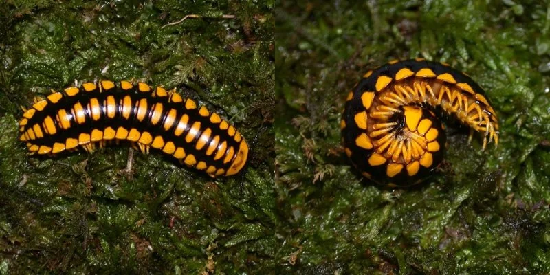 millipede.jpg