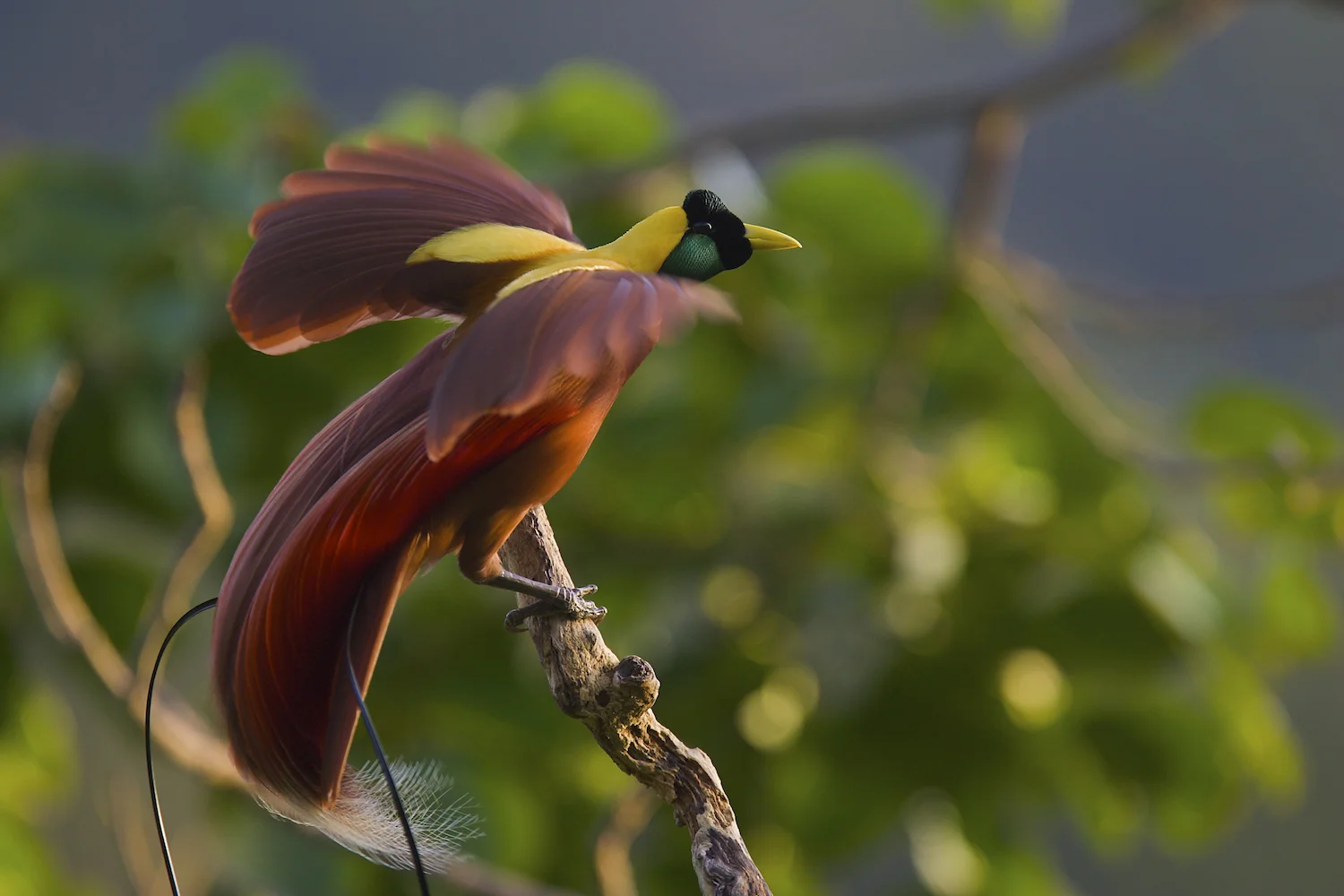 5. Bird of paradise- Greater.jpg