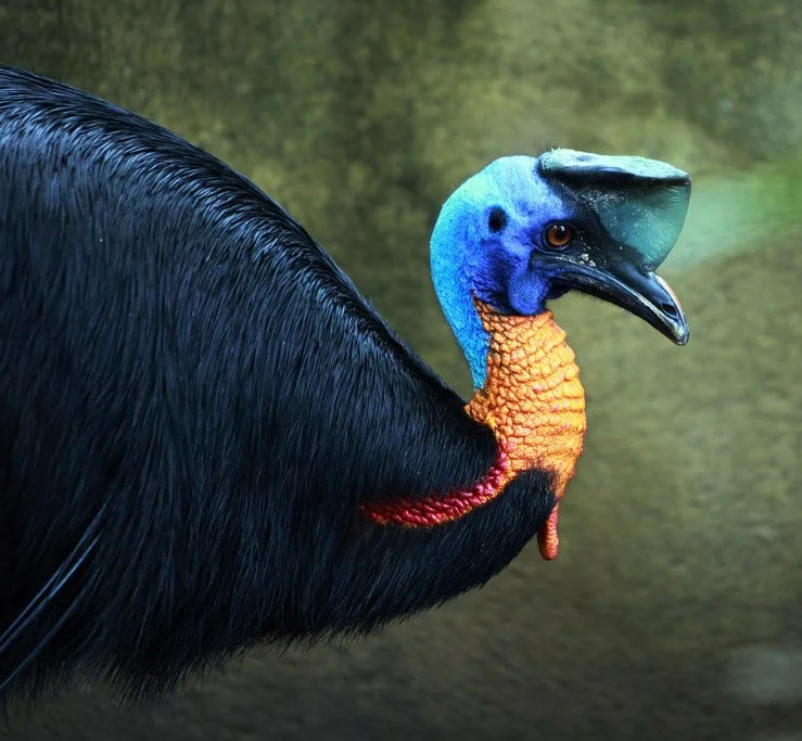 7. cassowary.jpeg