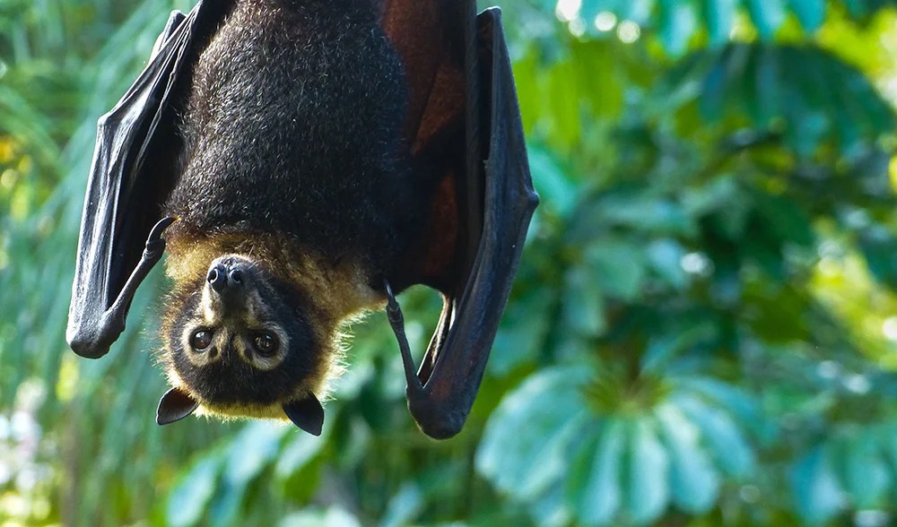 10. flying fox.jpg